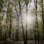 Le soleil a travers les feuilles des arbres.