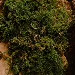 Les alliances sur un coussin de mousse.