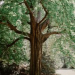 Un chêne centenaire au cœur du parc du Château des Granges.